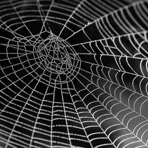 Spider_Web_WP